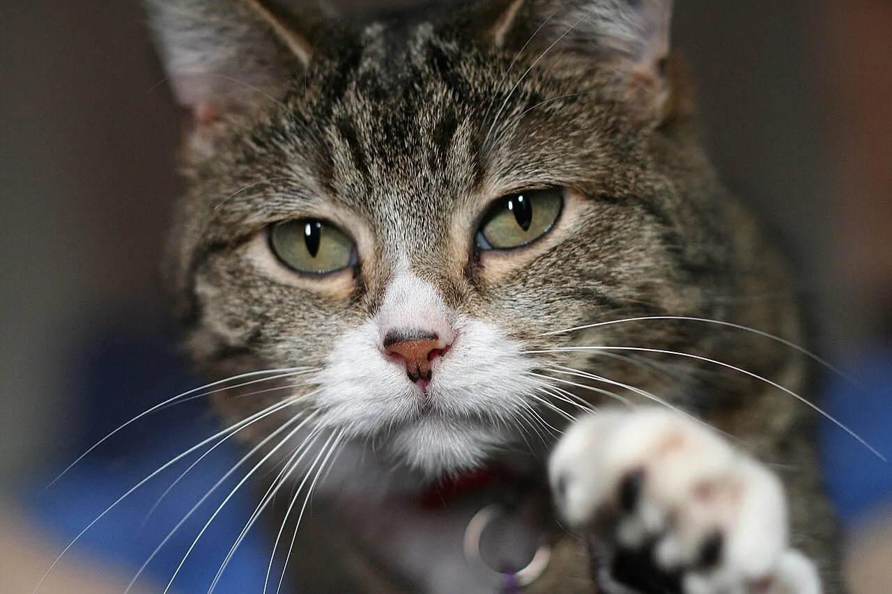 Un gatto tigrato alza una zampa e guarda dritto verso l'obiettivo