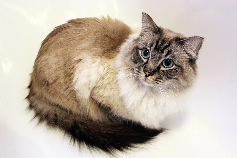 Un gatto ragdoll a pelo lungo, accucciato, guarda l'obiettivo con gli occhi azzurri