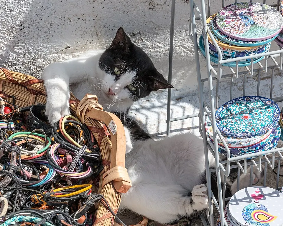 Un gatto bianco e nero seduto in un cesto di braccialetti in vendita