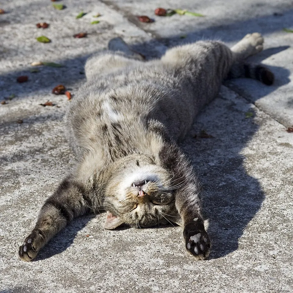 Un gatto tigrato dorme a pancia in su sul selciato