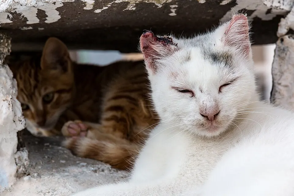 Due gatti affacciati da una cavità sotto uno scalino