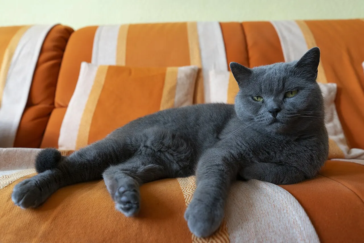 Un gatto grigio sdraiato su un divano a righe arancioni guarda verso l'obiettivo